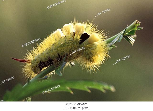 pale tussock - caterpillar / Calliteara pudibunda