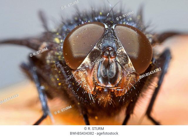 House fly (Musca domestica), portrait, Germany, Bavaria, Niederbayern, Lower Bavaria
