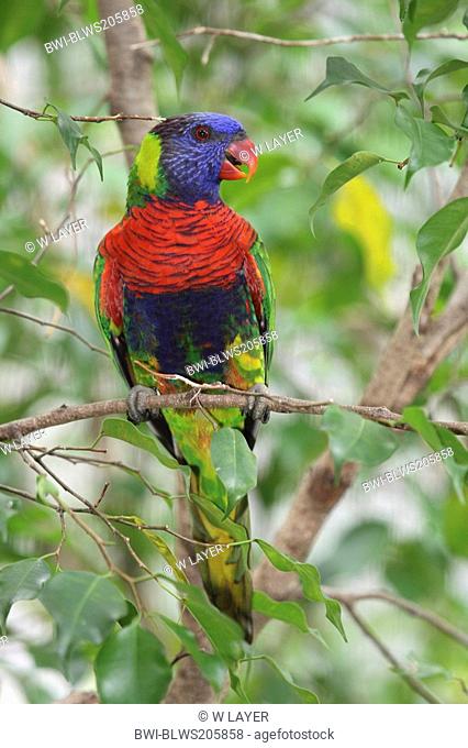 rainbow lory Trichoglossus haematodus, sitting on a twig in a tree