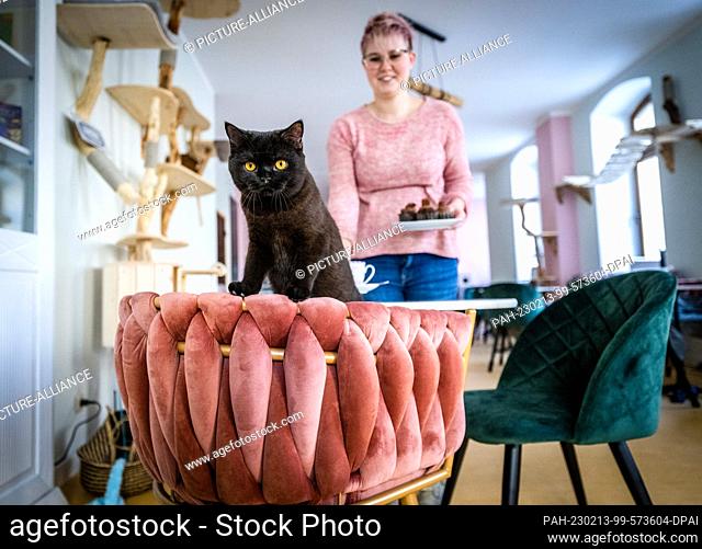 PRODUCTION - 09 February 2023, Saxony, Chemnitz: Cat ""Shuri"" looks over the back of a chair in the cat lounge ""Ciao Mau"" in Chemnitz