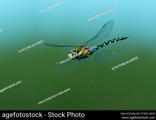 05 September 2023, Brandenburg, Frankfurt (Oder): 05.09.2023. A male migrant hawker (Aeshna mixta) flies over a pond near Frankfurt (Oder)