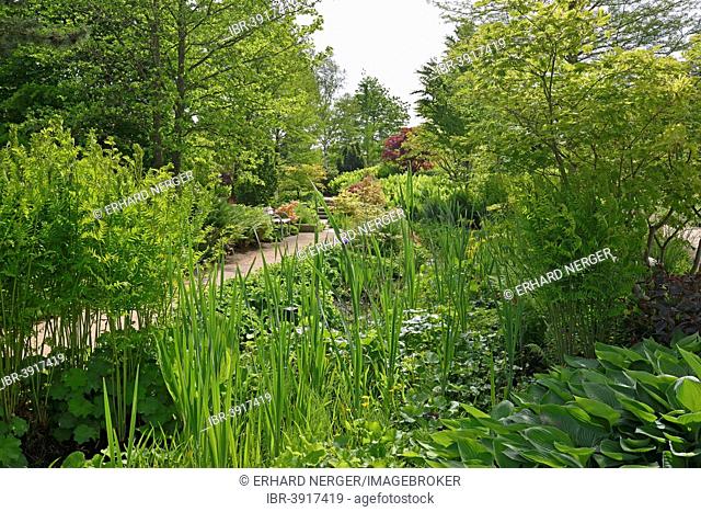 Park of Gardens garden show, Royal Fern (Osmunda regalis), Siberian Iris (Iris sibirica), Hosta or Plantain Lily (Hosta), Bad Zwischenahn, Lower Saxony, Germany