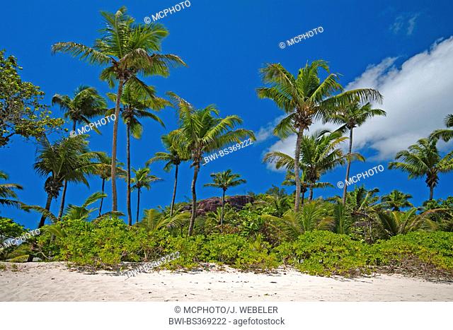 palm trees on the beach of Baie Lazare on the main island of the Seychelles, Seychelles, Mahe