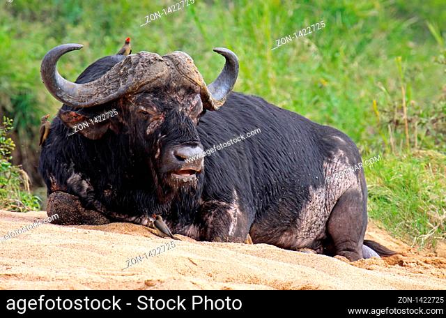 Kaffernbüffel, Syncerus caffer, mit Madenhacker, Südafrika, Kruger Nationalpark