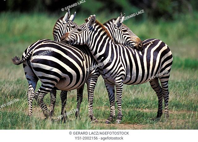 Grant's Zebra, equus burchelli boehmi, Adults Grooming, Kenya