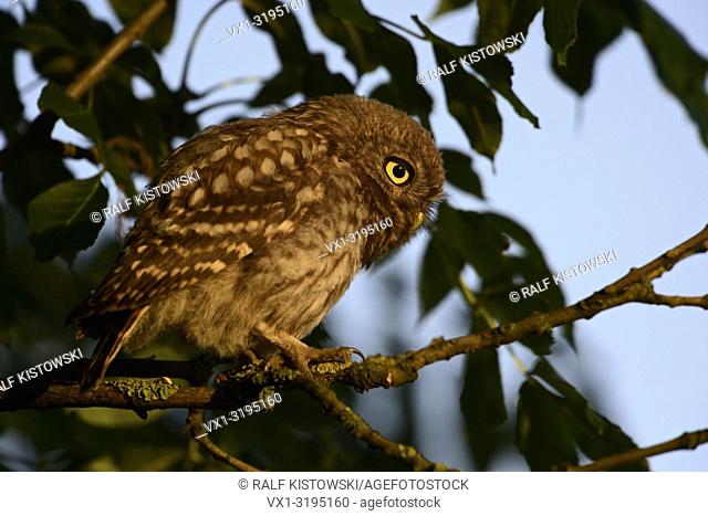 Little Owl / Minervas Owl (Athene noctua), perched in a tree, focused on something, warm morning sun, close-up, wildlife, Germany.