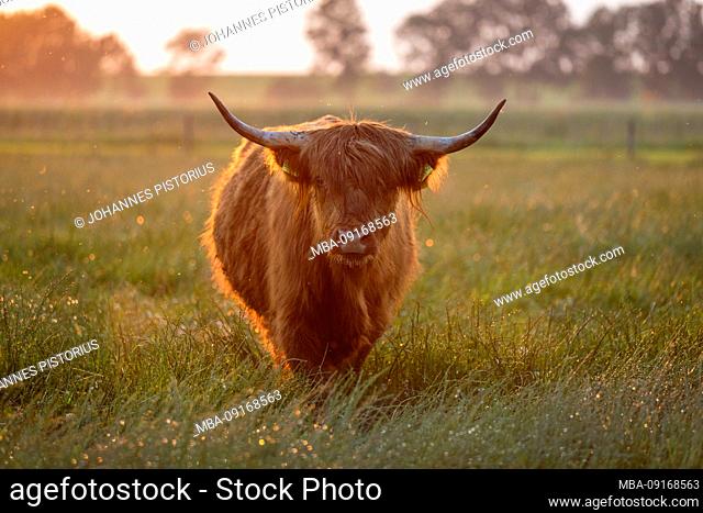 Europe, Germany, Lower Saxony, Otterndorf, Scottish highland cattle in the pasture behind the dike, in the evening light after a heavy summer rain
