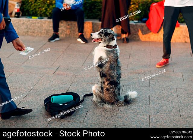 Dog stands on its hind legs and makes money at the street