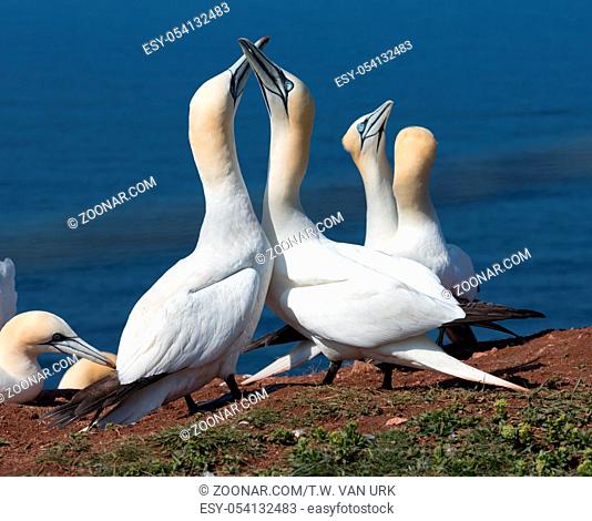 Couple of Northern gannets in breeding colony at Helgoland island, Germany