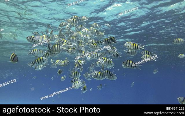Tropical fishes of various species feeds in the surface water rich in plankton. Visually distinguishable plankton-rich water layer (rarely seen phenomenon)