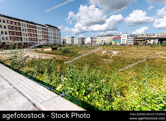 03 September 2023, Hamburg: Scrub grows on the wasteland at Spielbudenplatz. After the demolition of the Esso buildings, 200 new apartments were to be built...