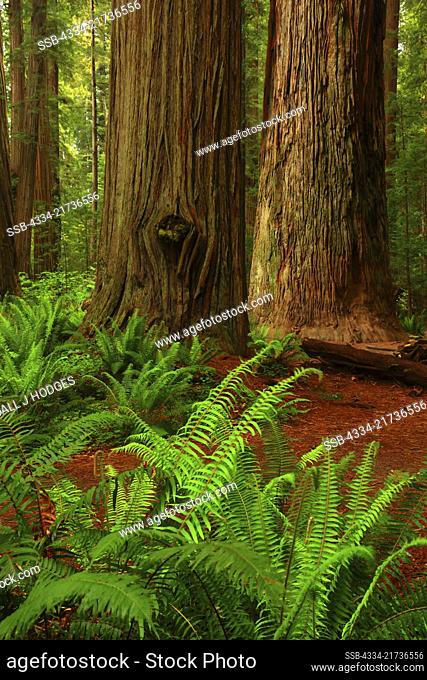 Ferns and Giant Redwood Trees in The Stout Grove in Jedediah Smith Redwoods State Park in California