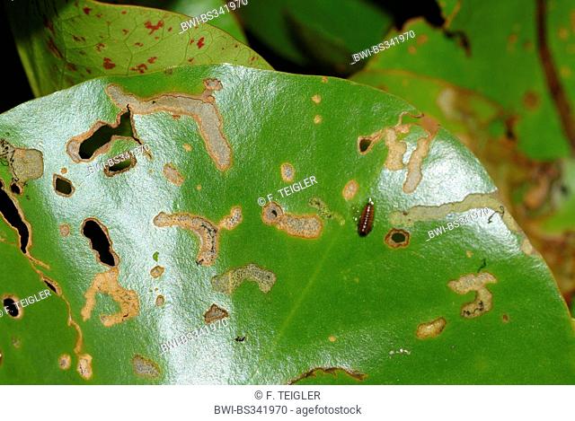Waterlily leaf beetle, Waterlily beetle, Pond-lily leaf-beetle (Galerucella nymphaeae), on a waterlilly leaf with burrows, Germany