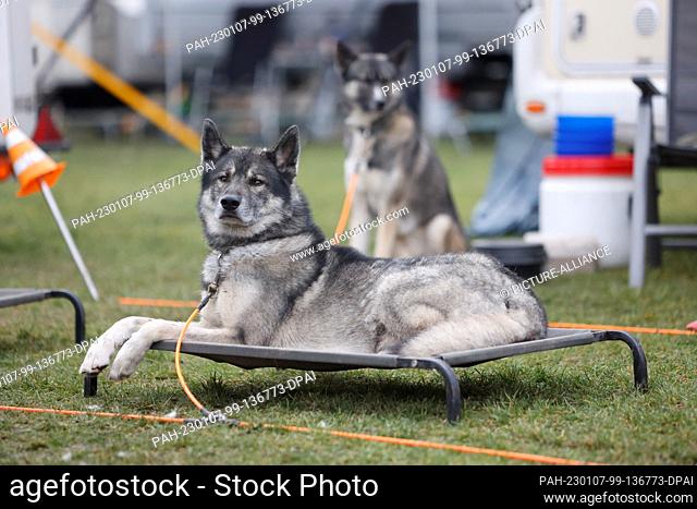07 January 2023, Saxony-Anhalt, Hasselfelde: A sled dog rests on a lounger in the paddock after the race. Visitors to the 22nd International Sled Dog Race in...