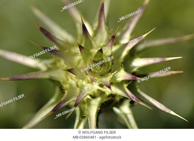 Marie-thistle, thistle, Silybum marianum, detail, nature, botany, vegetation, flora, plant, thistle, salvation-plant, Arzenipflanze, nature-remedies
