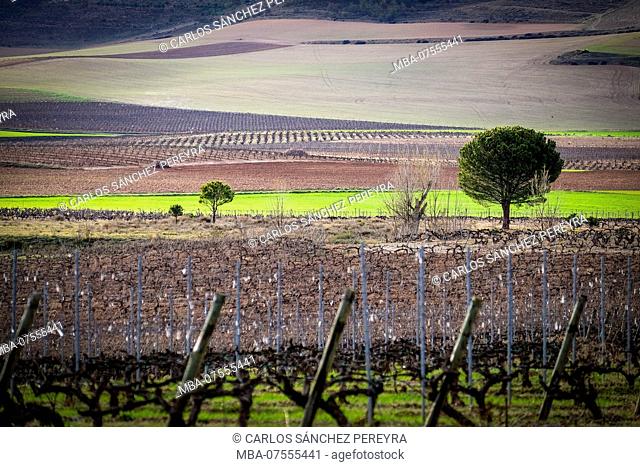 Landscape of vineyards at the end of winter in the region of Ribera del Duero wines in the province of Valladolid in Spain Europe