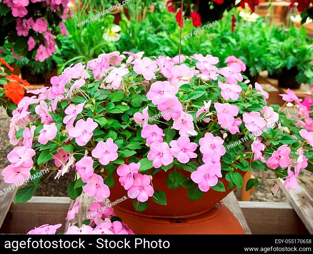 pink impatiens, scientific name Impatiens walleriana flowers also called Balsam, flowerbed of blossoms in pink, potted plants