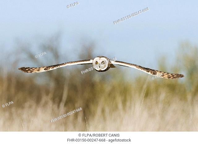 Short-eared Owl Asio flammeus adult, in flight, hunting over rough grassland, Isle of Sheppey, Kent, England, march