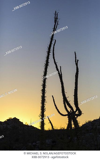 Boojum tree at sunset, also called Cirio, Fouquieria columnaris, Rancho Santa Inez, Baja California, Mexico