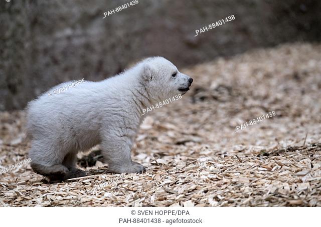 The polar bear newborn that is yet to receive a name explores its open air enclosure for the first time at the Tierpark Hellabrunn zoo in Munich, Germany