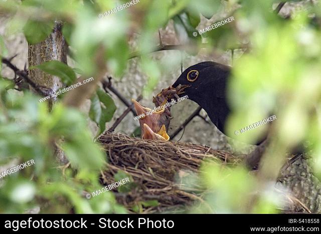 Blackbirdsest (Turdus merula), males and chicks, blackbird, Lower Saxony, Germany, Europe