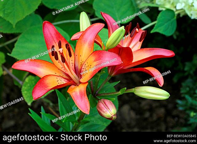 Orange and red lily flowers in the garden. Summer time