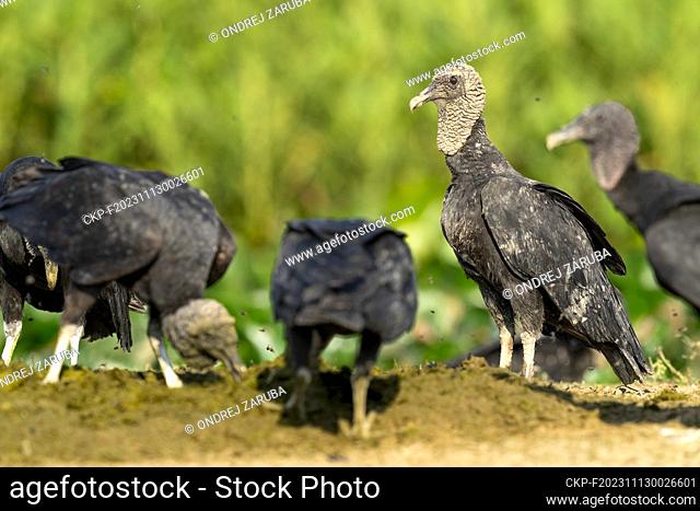 Black vulture in tropical Pantanal, Brasil, October 1, 2022. (CTK Photo/Ondrej Zaruba)