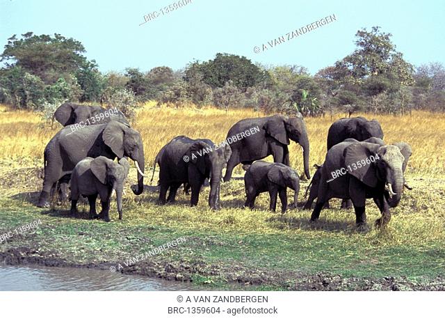 MAMMAL, ELEPHANT, COMING TO DRINK AT THE RIVER, TANZANIA KATAVI NATIONAL PARK