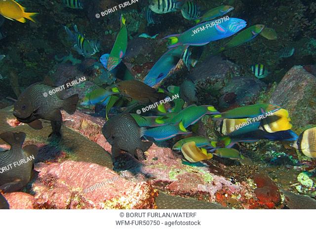 Wrasses and Butterflyfishes feed Eggs of other Fishes, Thalassoma lunare, Chaetodon kleinii, Alor, Lesser Sunda Islands, Indo-Pacific, Indonesia