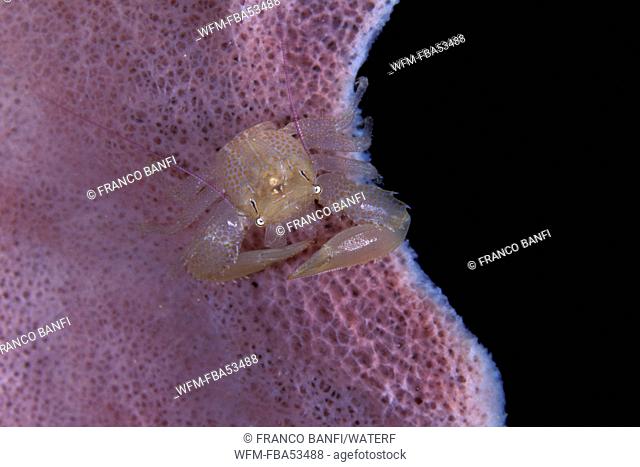 Porcelain Crab on Pink Sponge, Lissoporcellana sp., Kimbe Bay, New Britain, Papua New Guinea