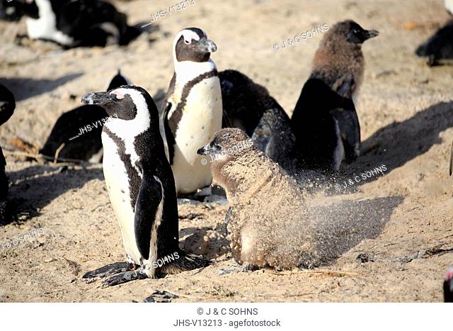 Jackass Penguin, African penguin, (Spheniscus demersus), adult with youngs at beach, sandbath, Boulders Beach, Simonstown, Western Cape, South Africa, Africa