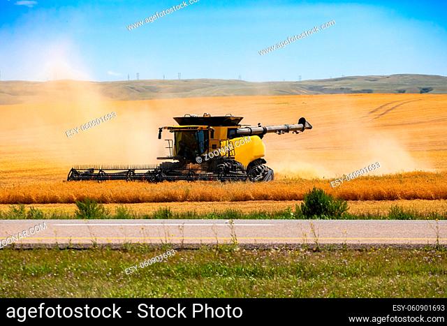 A wide angle view of a modern combine harvester at work in a golden crop field with copy space, agriculture and farming industry in Alberta, Canada