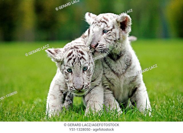 WHITE TIGER panthera tigris, CUB STANDING ON GRASS