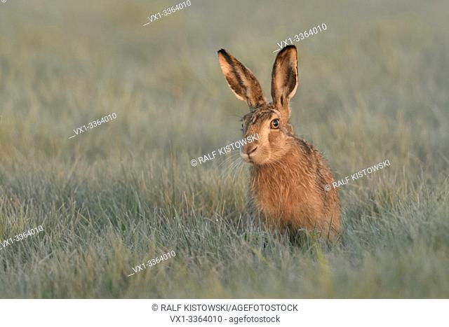 Brown Hare / European Hare / Feldhase ( Lepus europaeus ) sitting in grass, watching curious but carefully, first morning light, wildlife, Europe