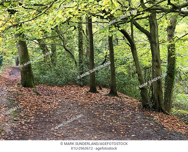 Autumn Colours in Birk Wood Harrogate Yorkshire England