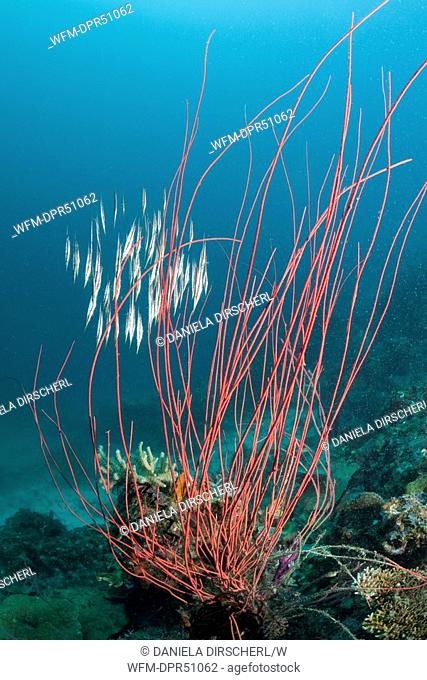 Razorfishes behind Whip Corals, Aeoliscus strigatus, Ellisella ceratophyta, Raja Ampat, West Papua, Indonesia