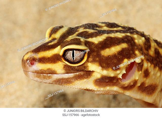 Leopard gecko - portrait / Eublepharis macularius