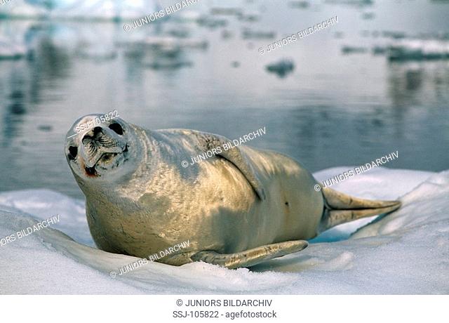 crabeater seal / Lobodon carcinophagus