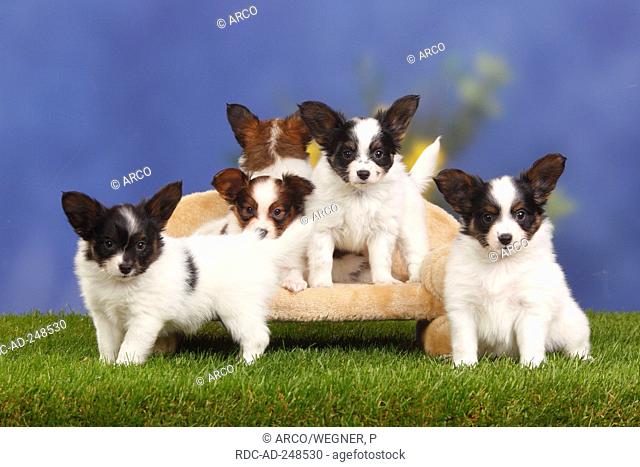 Papillon puppies 7 weeks Continental Toy Spaniel Butterfly Dog
