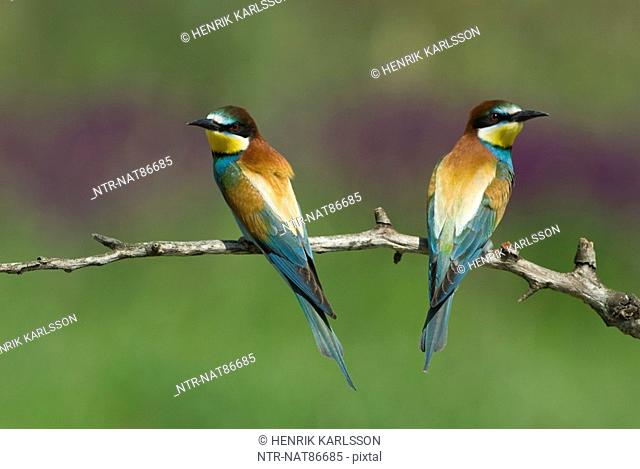 Europe, Hungary, Fgeludden, View of European bee eaters perched on branch, close-up