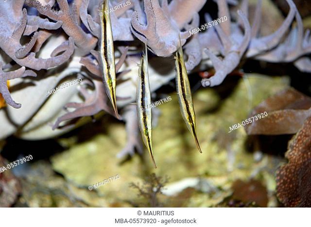 Razorfish, Aeoliscus strigatus, underwater, swimming, side view