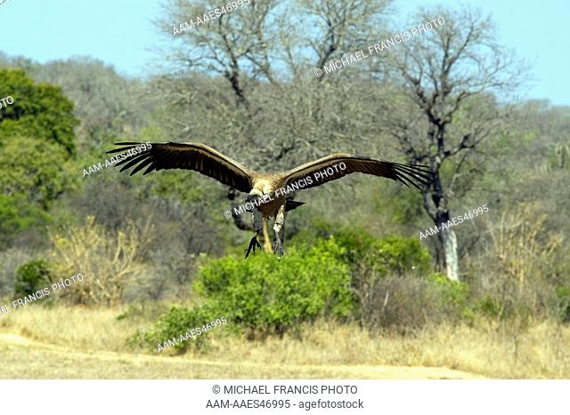 White-backed Vulture (Gyps africanus), in flight ready to land, Mala Mala, South Africa