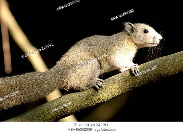 Gray-bellied squirrel, (Callosciurus caniceps), Kaeng Krachan, Phetchaburi, Thailandaa