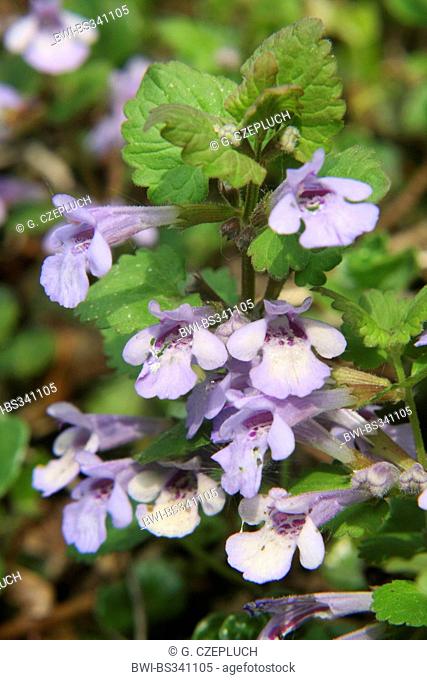 gill-over-the-ground, ground ivy (Glechoma hederacea), blooming, Germany