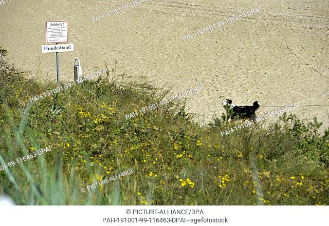 13 September 2019, Mecklenburg-Western Pomerania, Sellin: A dog stands in front of the dog beach at the Baltic Sea on the island of Rügen