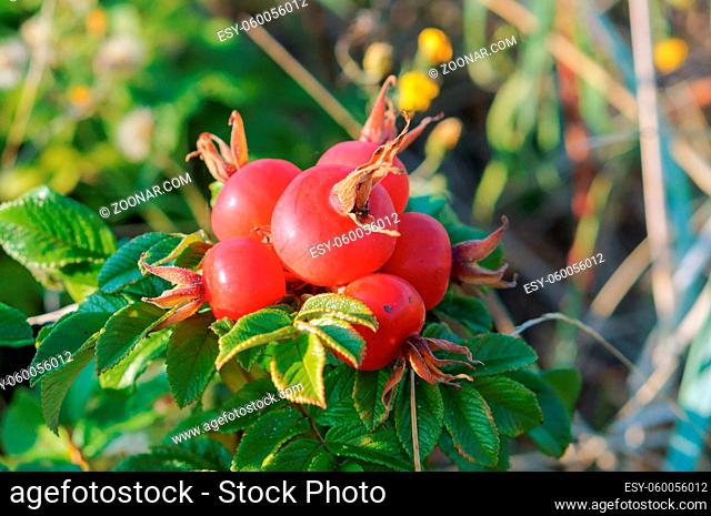 the red berries of a dogrose, medicinal rosehips round