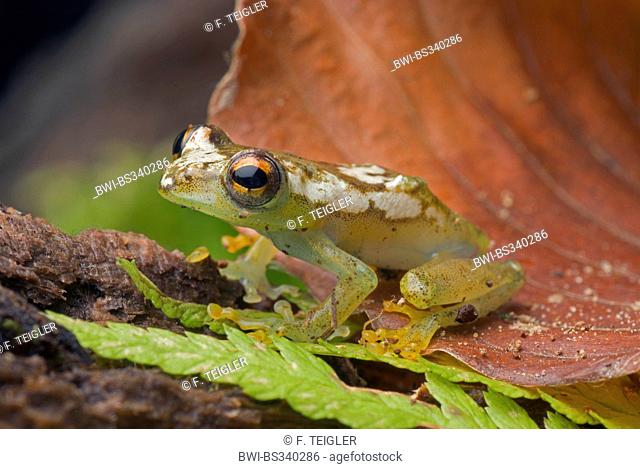 Reed frog (Hyperolius spinigularis), on a leaf