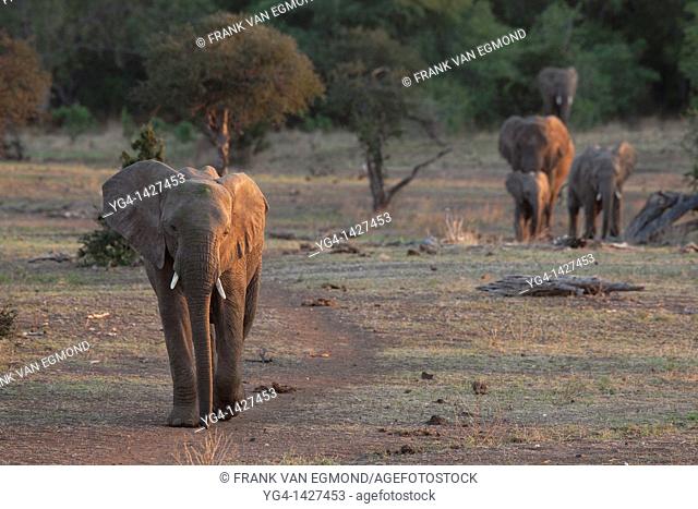 African Elephant herd Loxodonta africana  Vulnerable species   The elephant herds at Mashatu often walk in a single colum and use the paths frequentyly