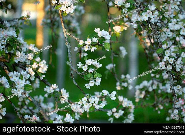 Branches of Apple Tree with flowers, white blossom, spring time, blurred background