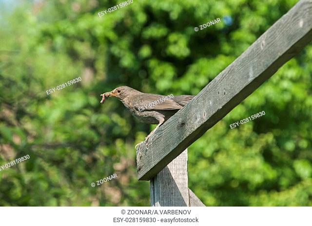 Song Thrush perched on wooden board